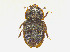  (Phenolia tfic sp. 01 - F41216)  @11 [ ] CreativeCommons - Attribution Non-Commercial Share-Alike (2010) Mingxin Liu University of Tasmania