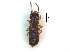  (Anotylus TFIC_sp2 - LRD109)  @11 [ ] CreativeCommons - Attribution Non-Commercial Share-Alike (2014) Mingxin Liu University of Tasmania