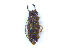  (Anotylus TFIC_sp3 - LRD110)  @11 [ ] CreativeCommons - Attribution Non-Commercial Share-Alike (2015) Mingxin Liu University of Tasmania