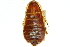  (Desmozosteria cincta - ANIC Database No.9 000162)  @14 [ ] CreativeCommons - Attribution (2010) CBG Photography Group Centre for Biodiversity Genomics