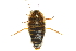  (Desmozosteria scripta - ANIC Database No.9 000169)  @14 [ ] CreativeCommons - Attribution (2010) CBG Photography Group Centre for Biodiversity Genomics