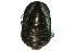 (Polyzosteria magna - ANIC Database No.9 000207)  @14 [ ] CreativeCommons - Attribution (2010) CBG Photography Group Centre for Biodiversity Genomics