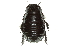  (Macropanesthia monteithi - ANIC Database No.9 000229)  @14 [ ] CreativeCommons - Attribution (2010) CBG Photography Group Centre for Biodiversity Genomics