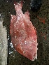  ( - CH205LUS.1)  @11 [ ] Copyright (c) (2022) Anuj Sharma IRD, University of Montpellier