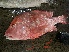  ( - CH205LUS.1)  @11 [ ] Copyright (c) (2022) Anuj Sharma IRD, University of Montpellier