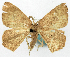  ( - BMNH(E) #817802)  @11 [ ] CreativeCommons - Attribution Share-Alike (2018) Unspecified Smithsonian Institution National Museum of Natural History