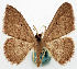  ( - BMNH(E) #817827)  @11 [ ] CreativeCommons - Attribution Share-Alike (2018) Unspecified Smithsonian Institution National Museum of Natural History