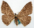  (Dithecodes phaenomeris - BMNH(E) #817828)  @11 [ ] CreativeCommons - Attribution Share-Alike (2018) Unspecified Smithsonian Institution National Museum of Natural History