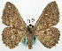  ( - BMNH(E) #817830)  @11 [ ] CreativeCommons - Attribution Share-Alike (2018) Unspecified Smithsonian Institution National Museum of Natural History