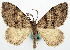  (Xanthorhoe vulgaris - BMNH(E) #818940)  @11 [ ] CreativeCommons - Attribution Share-Alike (2018) Unspecified Smithsonian Institution National Museum of Natural History