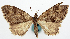  ( - BMNH(E) #818941)  @11 [ ] CreativeCommons - Attribution Share-Alike (2018) Unspecified Smithsonian Institution National Museum of Natural History