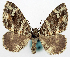  (Xanthorhoe fulvinotata - BMNH(E) #818944)  @11 [ ] CreativeCommons - Attribution Share-Alike (2018) Unspecified Smithsonian Institution National Museum of Natural History