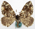  ( - BMNH(E) #818945)  @11 [ ] CreativeCommons - Attribution Share-Alike (2018) Unspecified Smithsonian Institution National Museum of Natural History