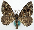  (Xanthorhoe bifulvata - BMNH(E) #818946)  @11 [ ] CreativeCommons - Attribution Share-Alike (2018) Unspecified Smithsonian Institution National Museum of Natural History