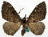  (Xanthorhoe monastica - BMNH(E) #818950)  @11 [ ] CreativeCommons - Attribution Share-Alike (2018) Unspecified Smithsonian Institution National Museum of Natural History