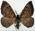  (Xanthorhoe interrufata - BMNH(E) #818952)  @11 [ ] CreativeCommons - Attribution Share-Alike (2018) Unspecified Smithsonian Institution National Museum of Natural History