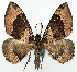  (Xanthorhoe cerasina - BMNH(E) #818954)  @11 [ ] CreativeCommons - Attribution Share-Alike (2018) Unspecified Smithsonian Institution National Museum of Natural History