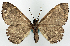  ( - BMNH(E) #818960)  @11 [ ] CreativeCommons - Attribution Share-Alike (2018) Unspecified Smithsonian Institution National Museum of Natural History