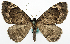  (Xanthorhoe lucirivata - BMNH(E) #818958)  @11 [ ] CreativeCommons - Attribution Share-Alike (2018) Unspecified Smithsonian Institution National Museum of Natural History