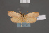  (Maroga undosa - BMNH(E)-953906)  @11 [ ] Copyright (2011) NHM London NHM London