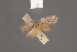  (Uzucha hypoxantha - BMNH(E)-953910)  @11 [ ] Copyright (2011) NHM London NHM London