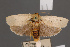  ( - BMNH(E)-953911)  @11 [ ] Copyright (2011) NHM London NHM London