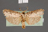  ( - BMNH(E)-953912)  @11 [ ] Copyright (2011) NHM London NHM London