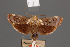  ( - BMNH(E)-953917)  @11 [ ] Copyright (2011) NHM London NHM London