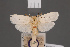  ( - BMNH(E)-953919)  @11 [ ] Copyright (2011) NHM London NHM London