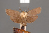  ( - BMNH(E)-953920)  @11 [ ] Copyright (2011) NHM London NHM London
