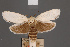  ( - BMNH(E)-953924)  @11 [ ] Copyright (2011) NHM London NHM London