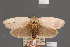  (Maroga gigantella - BMNH(E)-953925)  @11 [ ] Copyright (2011) NHM London NHM London
