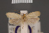  ( - BMNH(E)-954050)  @11 [ ] Copyright (2011) NHM London NHM London