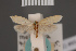  ( - BMNH(E)-954053)  @11 [ ] Copyright (2011) NHM London NHM London