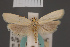  ( - BMNH(E)-954054)  @11 [ ] Copyright (2011) NHM London NHM London