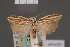  ( - BMNH(E)-954080)  @11 [ ] Copyright (2011) NHM London NHM London