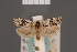  ( - BMNH(E)-954096)  @11 [ ] Copyright (2011) NHM London NHM London