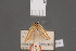  ( - BMNH(E)-954145)  @11 [ ] Copyright (2011) NHM London NHM London