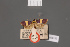  ( - BMNH(E)-954150)  @11 [ ] Copyright (2011) NHM London NHM London