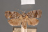  ( - BMNH(E)-954156)  @11 [ ] Copyright (2011) NHM London NHM London