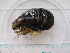 ( - MT04842)  @13 [ ] CreativeCommons - Attribution Non-Commercial Share-Alike (2015) Unspecified Deutsche Zentrum fuer Marine Biodiversitaetsforschung Wilhelmshaven