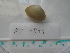  ( - MT04871)  @12 [ ] CreativeCommons - Attribution Non-Commercial Share-Alike (2015) Unspecified Deutsche Zentrum fuer Marine Biodiversitaetsforschung Wilhelmshaven