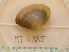  (Mactra stultorum - MT04985)  @12 [ ] CreativeCommons - Attribution Non-Commercial Share-Alike (2015) Unspecified Deutsche Zentrum fuer Marine Biodiversitaetsforschung Wilhelmshaven
