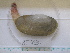  ( - MT04994)  @11 [ ] CreativeCommons - Attribution Non-Commercial Share-Alike (2015) Unspecified Deutsche Zentrum fuer Marine Biodiversitaetsforschung Wilhelmshaven