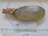  ( - MT04995)  @11 [ ] CreativeCommons - Attribution Non-Commercial Share-Alike (2015) Unspecified Deutsche Zentrum fuer Marine Biodiversitaetsforschung Wilhelmshaven