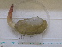  ( - MT04996)  @11 [ ] CreativeCommons - Attribution Non-Commercial Share-Alike (2015) Unspecified Deutsche Zentrum fuer Marine Biodiversitaetsforschung Wilhelmshaven
