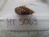 ( - MT05069)  @11 [ ] CreativeCommons - Attribution Non-Commercial Share-Alike (2015) Unspecified Deutsche Zentrum fuer Marine Biodiversitaetsforschung Wilhelmshaven
