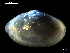  (Abra nitida - MT07722)  @13 [ ] CreativeCommons - Attribution Non-Commercial Share-Alike (2015) Unspecified Deutsche Zentrum fuer Marine Biodiversitaetsforschung Wilhelmshaven