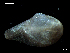  ( - MT07734)  @11 [ ] CreativeCommons - Attribution Non-Commercial Share-Alike (2015) Unspecified Deutsche Zentrum fuer Marine Biodiversitaetsforschung Wilhelmshaven