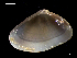  (Donacidae - MT07751)  @14 [ ] CreativeCommons - Attribution Non-Commercial Share-Alike (2015) Unspecified Deutsche Zentrum fuer Marine Biodiversitaetsforschung Wilhelmshaven